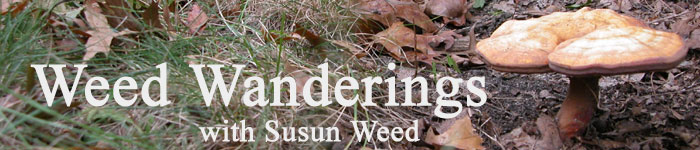Weed Wanderings Herbal Ezine with Susun Weed: Book Review